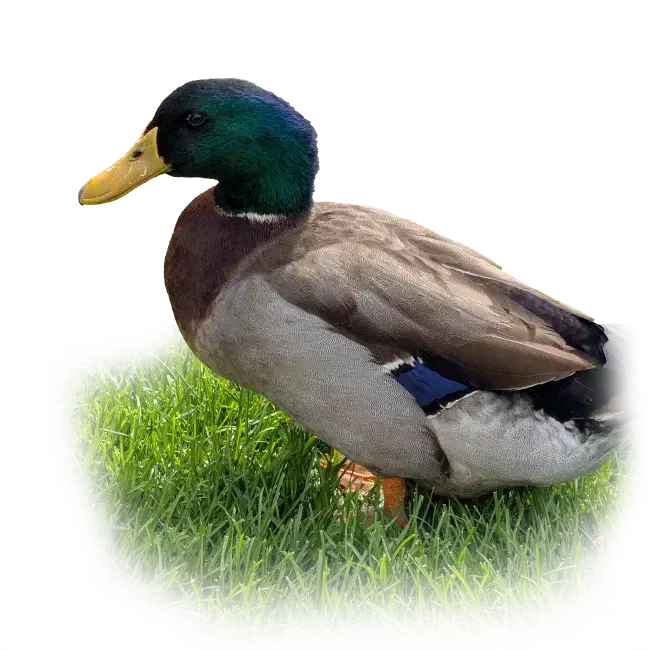 Duck Norris