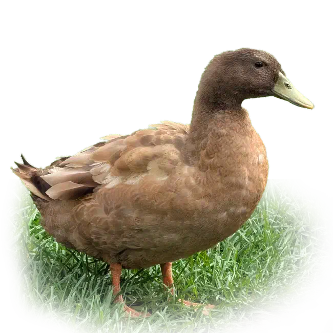 Ferdinand